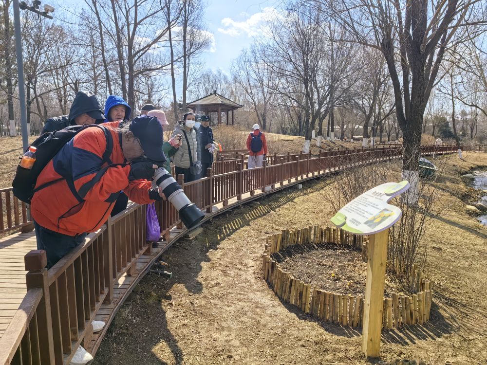 人工繁育冰凌花在长春破冰而出-位