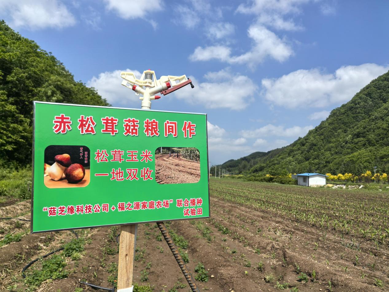 通化市：农焕“新” 地生“金”