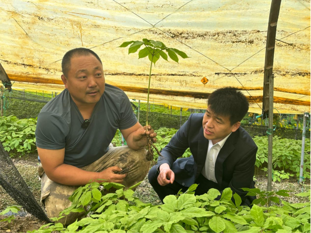 邮储银行亿元信贷赋能安图人参全产