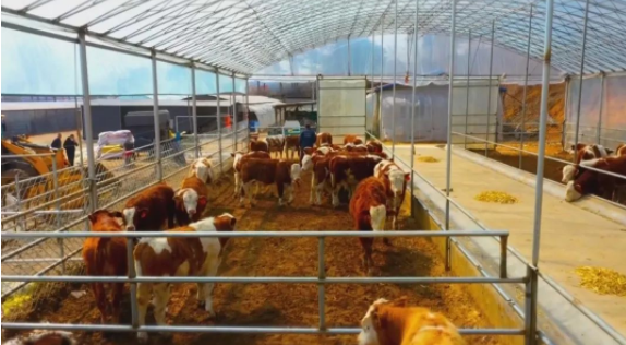 吉林银行金融助力肉牛产业新发展